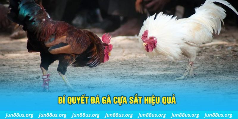 hello88 vina đá gà cựa dao