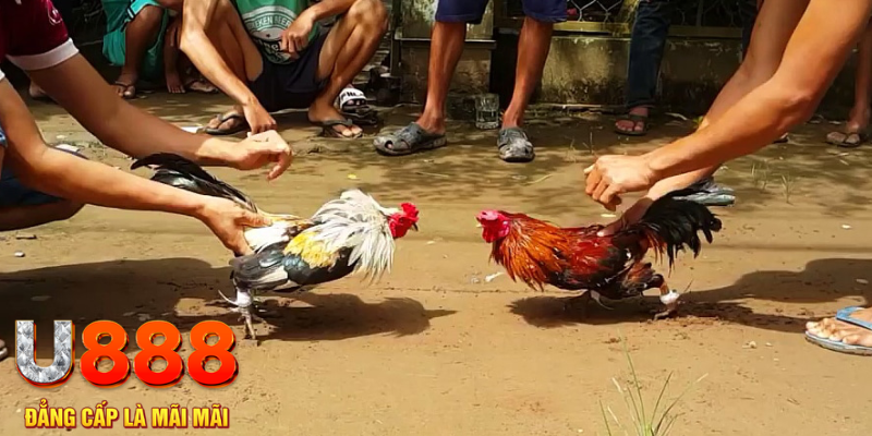 hello88 vina đăng nhập mậu binh rút tiền nhanh