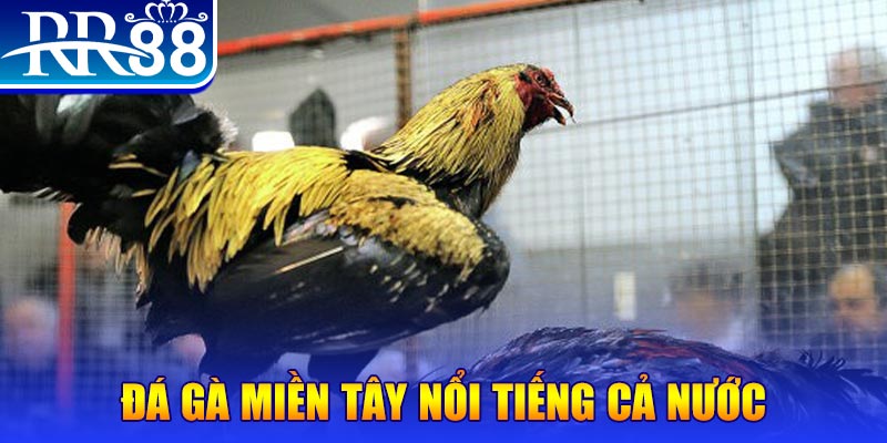 hello88 vina gà chọi c1.com trực tiếp 888